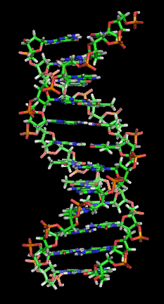 Representação do ADN — a genética como ferramenta para reconstruir a evolução humana