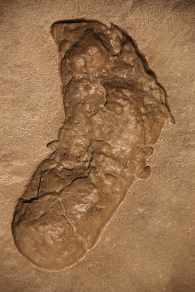 Pegada fossilizada de Laetoli — evidência clássica do bipedalismo primitivo